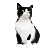 Збалансований корм для котів