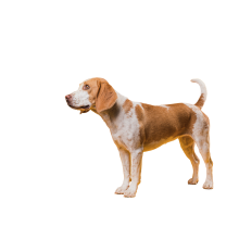 Збалансований корм для собак