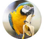 Смаколики для птахів