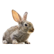 Збалансований корм для гризунів