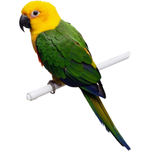 Збалансований корм для птахів